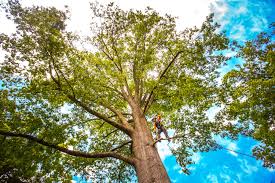 How Our Tree Care Process Works  in  Merrifield, VA