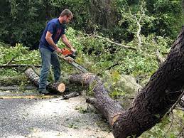 Best Stump Grinding and Removal  in Merrifield, VA