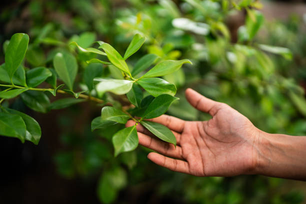 Best Tree Trimming and Pruning  in Merrifield, VA