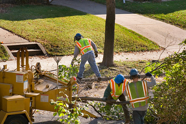 Best Palm Tree Trimming  in Merrifield, VA