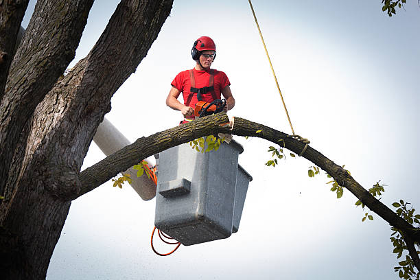 Best Tree Preservation Services  in Merrifield, VA